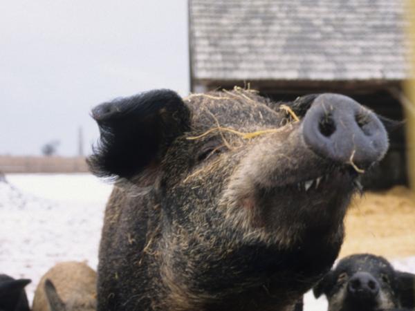 Mangalitza Schwein