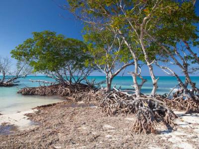 Playa Acon - Mangroves at caribbean seashore