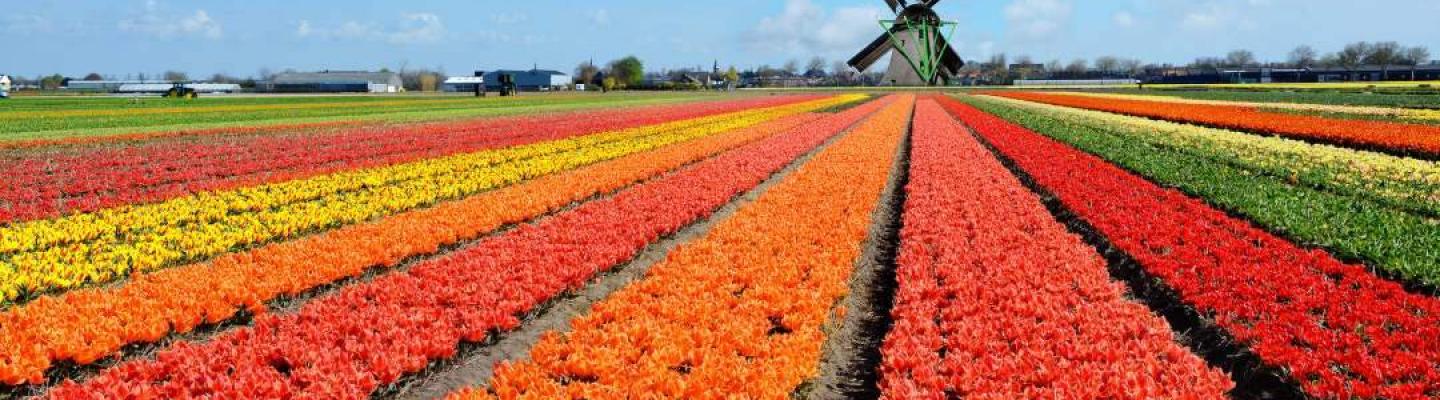 Tulpenfeld vor einer Windmuehle