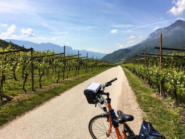 Weinreben mit Fahrrad