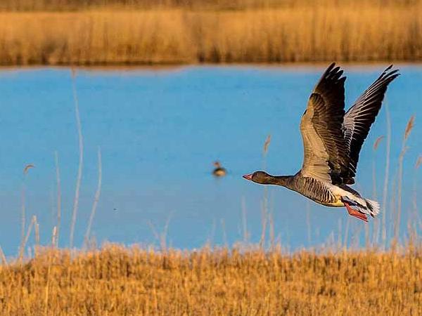 Nationalpark Neusiedlersee Seewinkel - Gans