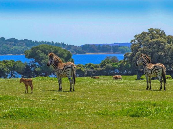 Zebras im Safaripark - Brijuni-Inseln