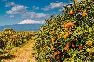 Orangenplantage am schneebedeckten tna